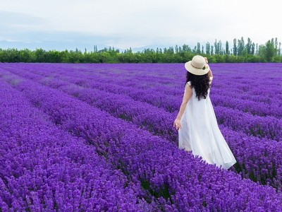 薰衣草种子香草花卉景观花海观赏庭院春播阳台耐寒四季种草花种子图5