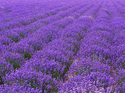 薰衣草种子香草花卉景观花海观赏庭院春播阳台耐寒四季种草花种子图4