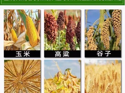 多功能脱粒机家用小型玉米苞谷大豆高粱菜籽全自动撕皮机剥皮谷子图2