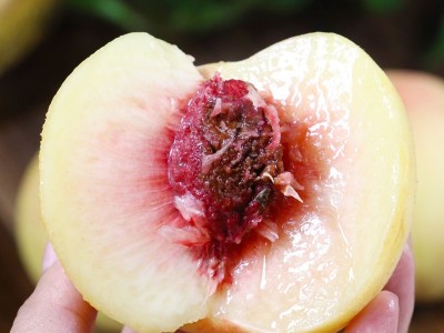 陕西水蜜桃子毛桃新鲜水果 非阳山毛桃春雪脆桃10斤包邮 一件代发图3