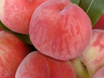 陕西水蜜桃子毛桃新鲜水果 非阳山毛桃春雪脆桃10斤包邮 一件代发图4