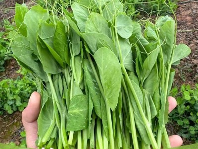 四川农家嫩豌豆尖新鲜一叶一心当季现摘掐蔬菜自种龙须豆苗火锅无图2