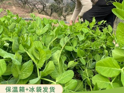 四川农家嫩豌豆尖新鲜一叶一心当季现摘掐蔬菜自种龙须豆苗火锅无图3