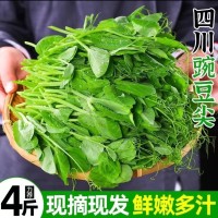 四川农家嫩豌豆尖新鲜一叶一心当季现摘掐蔬菜自种龙须豆苗火锅无