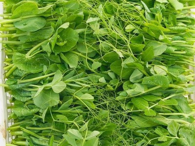 四川农家嫩豌豆尖新鲜一叶一心当季现摘掐蔬菜自种龙须豆苗火锅无图5