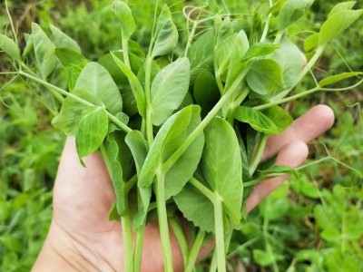 四川农家嫩豌豆尖新鲜一叶一心当季现摘掐蔬菜自种龙须豆苗火锅无图4