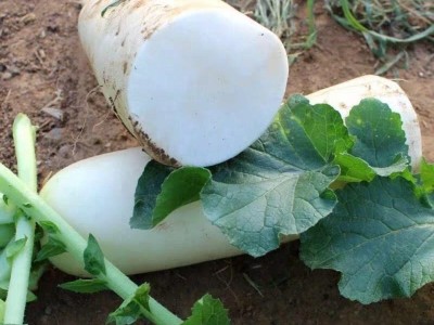 白萝卜新鲜蔬菜水果萝卜甜脆当季蔬菜生吃清脆腌菜泡菜罗卜包邮图3