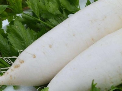 白萝卜新鲜蔬菜水果萝卜甜脆当季蔬菜生吃清脆腌菜泡菜罗卜包邮图4