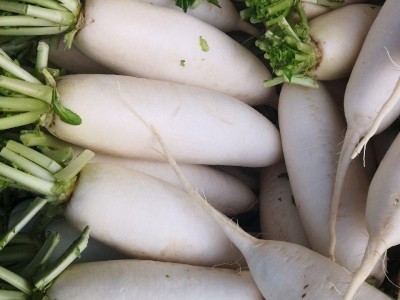 白萝卜新鲜蔬菜水果萝卜甜脆当季蔬菜生吃清脆腌菜泡菜罗卜包邮图2