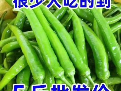 变态辣】特辣小青椒杭椒尖椒朝天椒线椒螺丝椒小米椒现摘青椒腌制图3