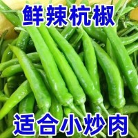 变态辣】特辣小青椒杭椒尖椒朝天椒线椒螺丝椒小米椒现摘青椒腌制