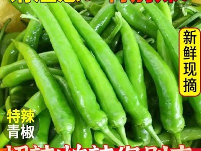 变态辣】特辣小青椒杭椒尖椒朝天椒线椒螺丝椒小米椒现摘青椒腌制图2